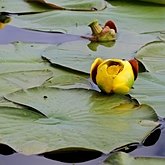 Plantas, outras - Angiosp&#233;rmicas basais