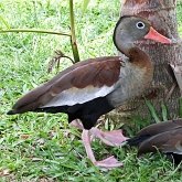 Aves Non Passeriformes - Anseriformes