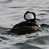 Oiseaux Non Passeriformes - Ansériformes