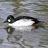 Oiseaux Non Passeriformes - Ansériformes