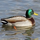 Aves Non Passeriformes - Anseriformes