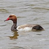 Oiseaux Non Passeriformes - Ansériformes