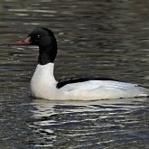 Oiseaux Non Passeriformes - Ans&#233;riformes