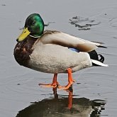 Oiseaux Non Passeriformes - Ansériformes