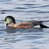 Aves Non Passeriformes - Anseriformes