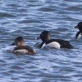 Oiseaux Non Passeriformes - Ans&#233;riformes