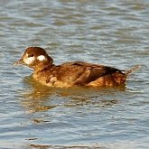 Oiseaux Non Passeriformes - Ans&#233;riformes