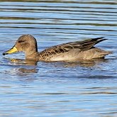 Oiseaux Non Passeriformes - Ans&#233;riformes