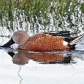 Oiseaux Non Passeriformes - Ansériformes