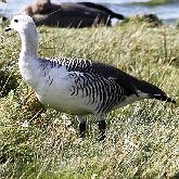 Aves Non Passeriformes - Anseriformes