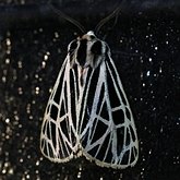 Apantesis virgo