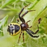 Invert&#233;br&#233;s, autres - Arachnides