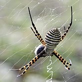 Invert&#233;br&#233;s, autres - Arachnides