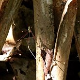 Invert&#233;br&#233;s, autres - Arachnides