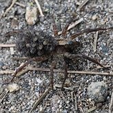 Invert&#233;br&#233;s, autres - Arachnides
