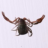 Invertébrés, autres - Arachnides