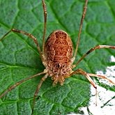 Invertébrés, autres - Arachnides