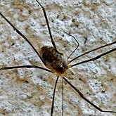 Invertébrés, autres - Arachnides