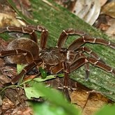 Invertébrés, autres - Arachnides