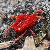 Invertebrates, others - Arachnids