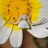 Invertebrates, others - Arachnids