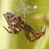 Invertebrates, others - Arachnids