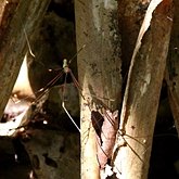 Invertebrates, others - Arachnids