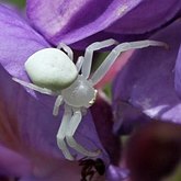Invertebrates, others - Arachnids
