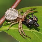 Invertebrates, others - Arachnids