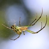 Invertebrates, others - Arachnids
