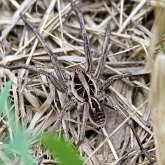 Invertebrates, others - Arachnids