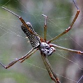 Invertebrados, outros - Aracnídeos