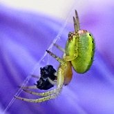 Invertebrados, outros - Aracnídeos