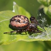 Invertebrados, outros - Aracn&#237;deos