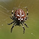 Invertebrados, outros - Aracn&#237;deos