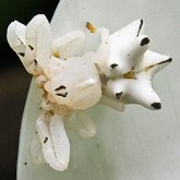 Invertebrados, outros - Aracn&#237;deos