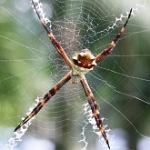 Invertebrados, outros - Aracn&#237;deos