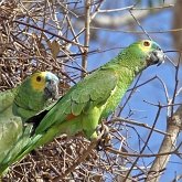 Aves Non Passeriformes - Araras, papagaios, periquitos