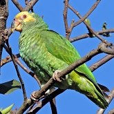 Aves Non Passeriformes - Araras, papagaios, periquitos