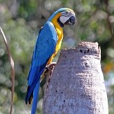 Aves Non Passeriformes - Araras, papagaios, periquitos