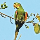 Aves Non Passeriformes - Araras, papagaios, periquitos