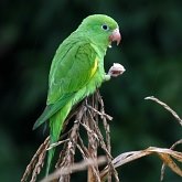 Aves Non Passeriformes - Araras, papagaios, periquitos
