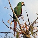 Aves Non Passeriformes - Araras, papagaios, periquitos