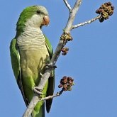 Aves Non Passeriformes - Araras, papagaios, periquitos