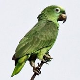 Aves Non Passeriformes - Araras, papagaios, periquitos