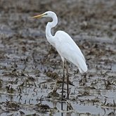 Ardea alba