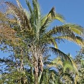 Okrytonasienne jednoliścienne - Arecales (palmowce)