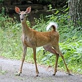 Mammifères - Artiodactyles