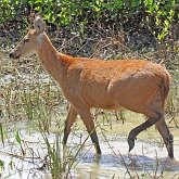 Mammif&#232;res - Artiodactyles