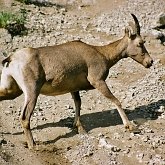 Mammif&#232;res - Artiodactyles
